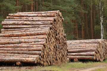Holzpolter mit Industrieholz am Waldrand