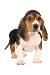 French basset artesien normand puppy sitting and seen from the front isolated on a white background