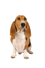 French basset artesien normand puppy sitting and seen from the front isolated on a white background