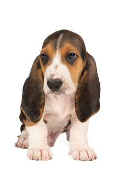 French basset artesien normand puppy sitting and seen from the front isolated on a white background