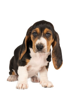 French basset artesien normand puppy sitting and seen from the front isolated on a white background