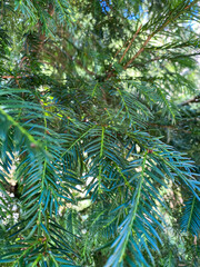 Closeup of Evergreen Conifer Branch with Green Needles