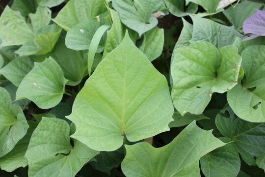 Ipomoea batatas, Goguma, nutritious root vegetable rich in vitamin C and carotene