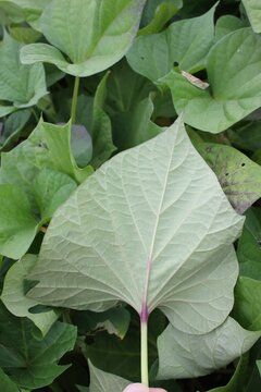 Ipomoea batatas, Goguma, nutritious root vegetable rich in vitamin C and carotene