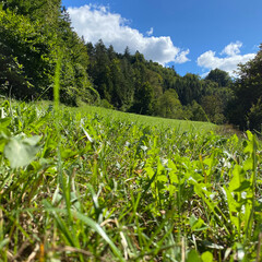 A valley in the Alps, a perfect lawn flooded with light and a coniferous forest