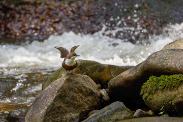 Wasseramsel auf einem Stein im Fluss