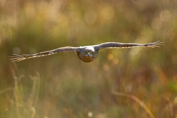 Sparrowhawk in flight at autumn forest
