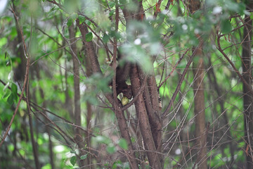 Fototapeta premium Squirrel on the branch on a tree in the park 
