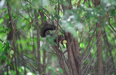 Fototapeta premium Squirrel on the branch on a tree in the park 
