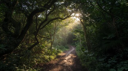 Obraz premium morning in the forest