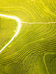 Tea Plantation, Green Terraces. Azores, Sao Miguel Island. Portugal. Aerial Top-Down Overhead View