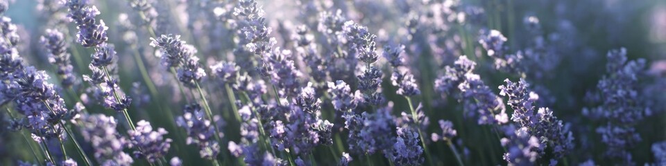 Obraz premium Close up view of a lavender field with purple flowers under sunlight