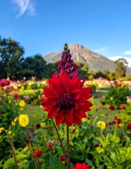 Obraz premium Vibrant red flower in a field with a mountain in the distance