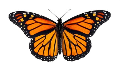 Fototapeta premium Vivid, close-up image of a monarch butterfly, showcasing its intricate patterns of orange, black, and white against a clean, white backdrop. Its wings are fully extended