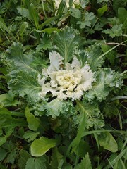 Decorative cabbage. A garden plant.