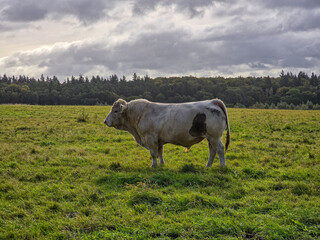 single bull stands calmly in a green field under a cloudy sky, surrounded by distant forest, capturing the serenity of rural life and natural farming landscapes