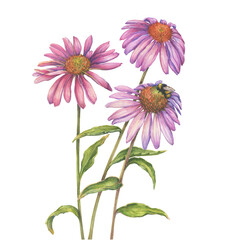 Pink Echinacea purpurea flowers with bumblebee (tennesseensis, purple coneflower). Floral botanical greeting card. Hand drawn watercolor painting illustration isolated on white background.