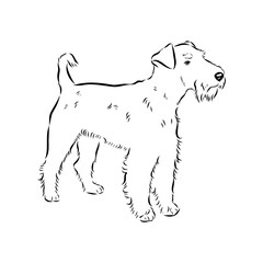 welsh terrier, dog breed, vector sketch