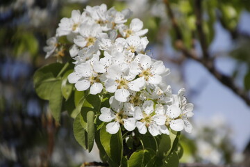 Fiore