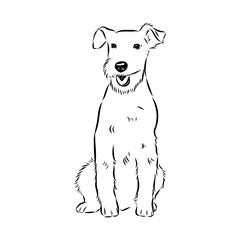 welsh terrier, dog breed, vector sketch