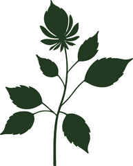 green leaves isolated on white background