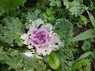 Decorative cabbage. A garden plant.