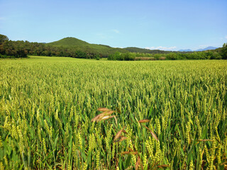 Background of a green barley field in spring. Texture of cereal grains ready to be harvested. Concept of livestock fodder cultivation and agriculture. Close-up of wheat ears.