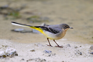 Grey wagtail // Gebirgsstelze (Motacilla cinerea)