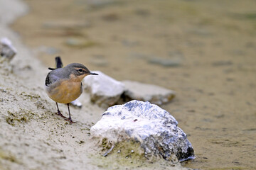 Gebirgsstelze // Grey wagtail (Motacilla cinerea)