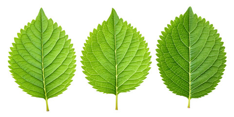 Three vibrant green hydrangea leaves with serrated edges on black leaf plant
