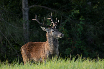Red deer in the wild during the rutting season.