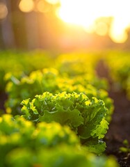 Rows of fresh, vibrant green lettuce bathed in warm, golden sunlight
