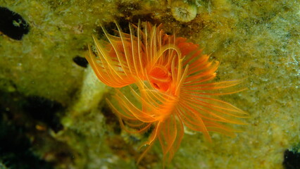Polychaeta Smooth tubeworm or red-spotted horseshoe (Protula tubularia) close-up undersea, Aegean Sea, Greece, Halkidiki, Pirgos beach
