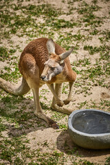 kangaroo in zoo