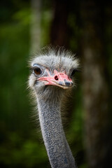 portrait of an ostrich