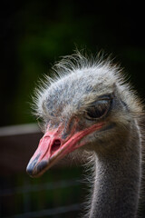 portrait of an ostrich