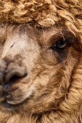 Fototapeta premium alpaca