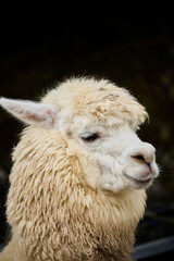 white alpaca