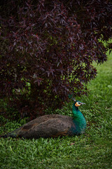 Obraz premium peacock in the park