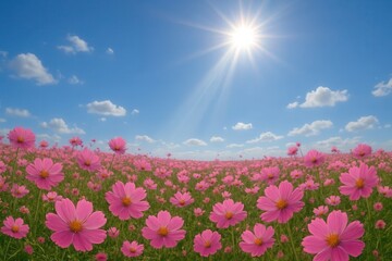 Obraz premium Latvia, Kandava, 2025-08-23, Latvijas kauss A Field of Pink Cosmos Under a Radiant Blue Sky
