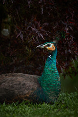 Obraz premium peacock in the park