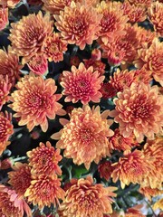 Flowers in autumn. Chrysanthemum