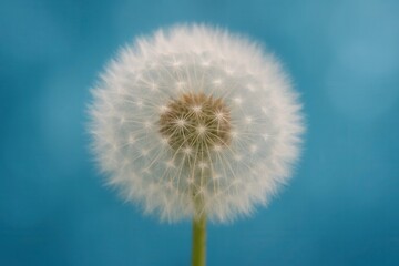 Obraz premium Latvia, Kandava, 2025-08-23, Latvijas kauss A solitary dandelion stands against the vast expanse of a clear blue sky, its white seeds whispering stories of growth and resilience