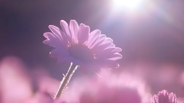 Dreamy pink daisy illuminated by bright sunlight in a flower field