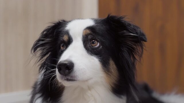 Close-up of an adult Australian Shepherd dog looking at the camera indoors. Calm, bright scene showing the dogs gentle expression.