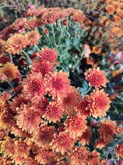 Flowers in autumn. Chrysanthemum