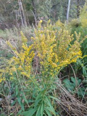Flowers in autumn. Solidago virgaurea