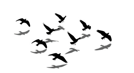 Fototapeta premium set of birds