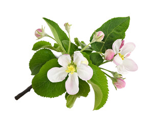 Apple tree twig with pink and white flowers, buds and leaves isolated on white or transparent background