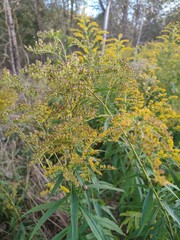 Flowers in autumn. Solidago virgaurea